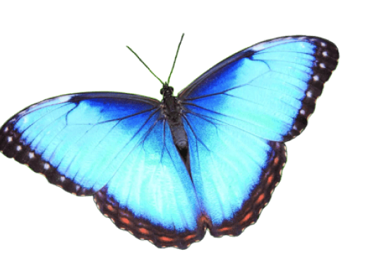 butterfly