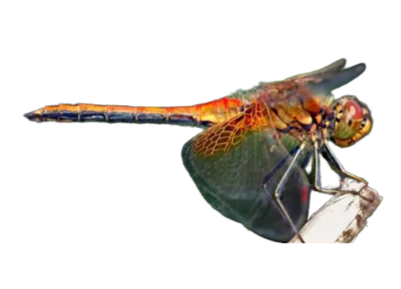 dragonfly
