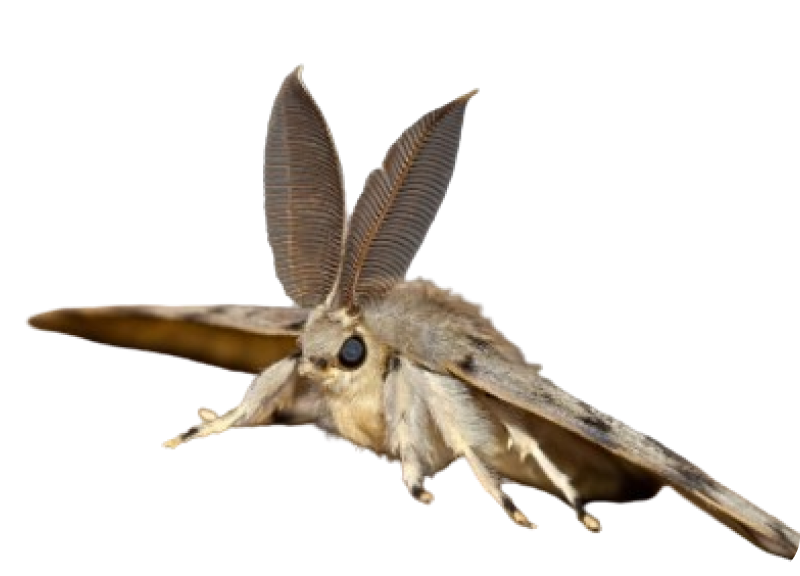 moth